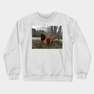 Scottish Highland Cattle Bull and Cow 2143 Crewneck Sweatshirt